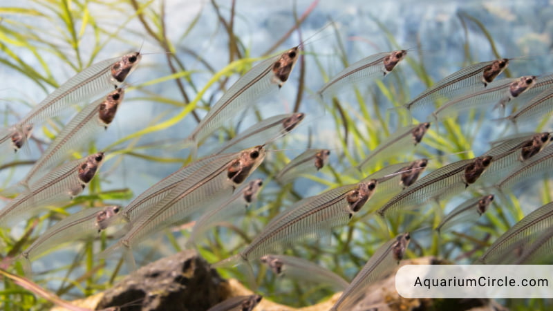 glass catfish diet