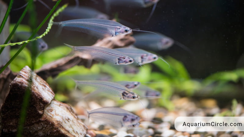 glass catfish overview