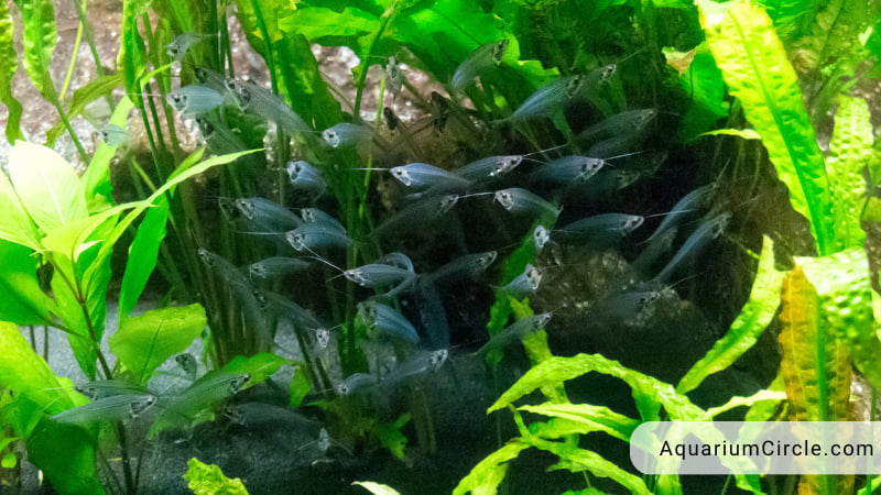 glass catfish