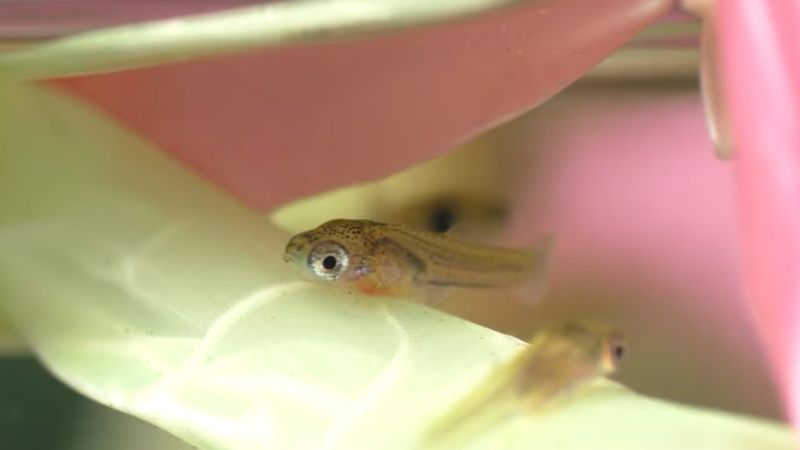guppy fry