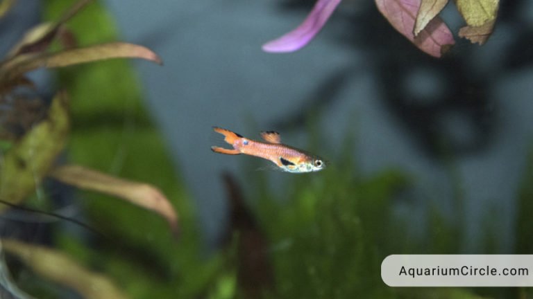 how big do guppies get