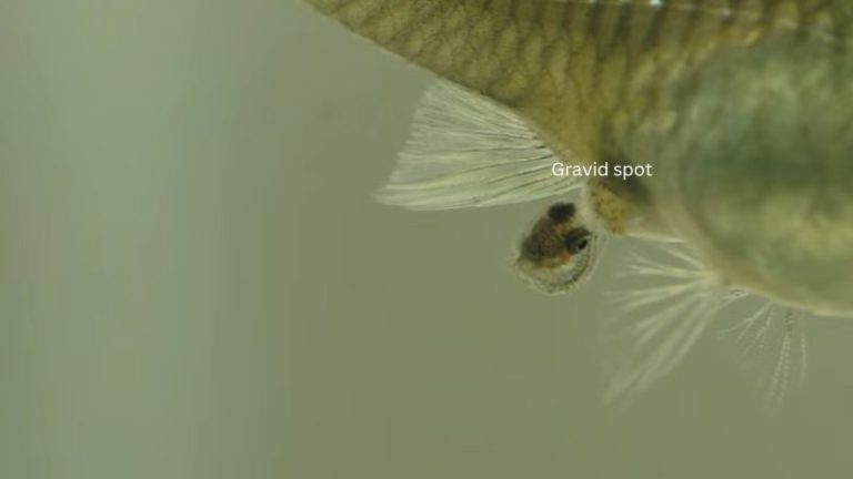 how do guppies mate