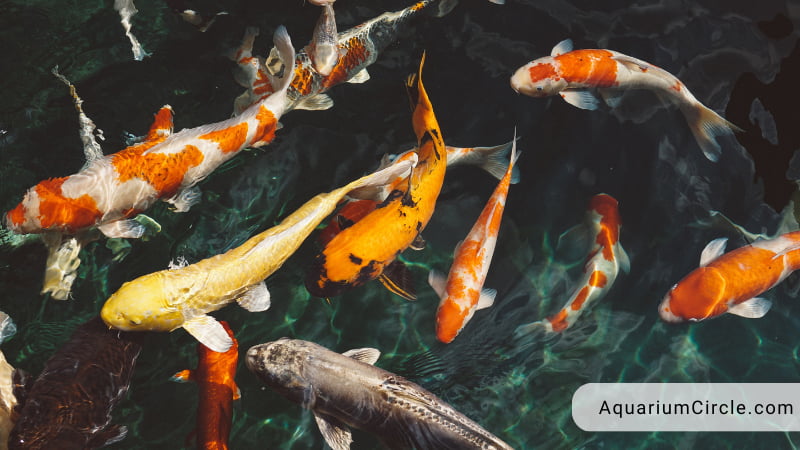 how long do koi fish live