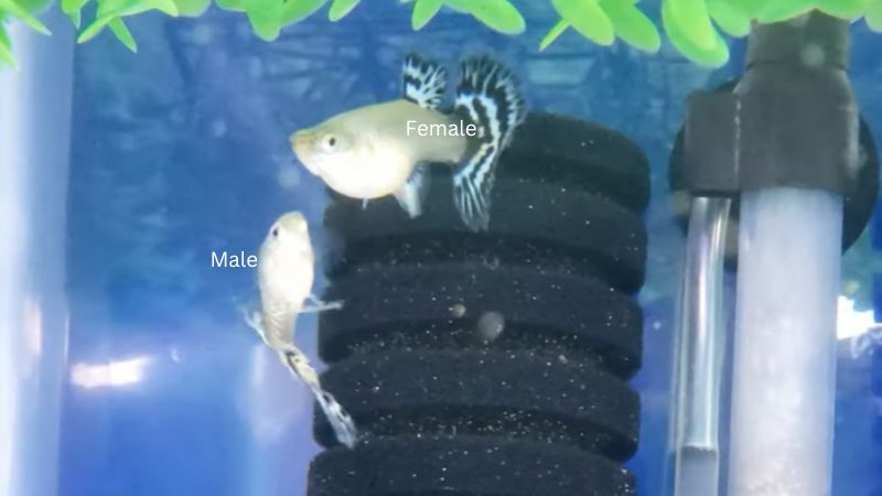 how often do guppies mate