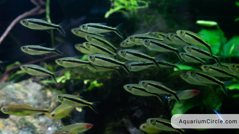 neon tetra lifespan