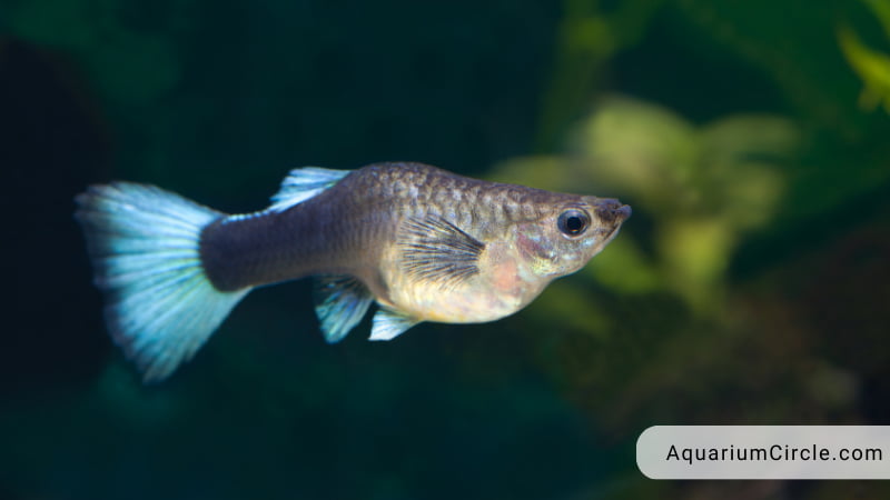 pregnant guppy