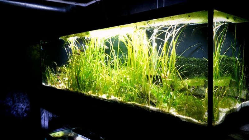 tank light setting