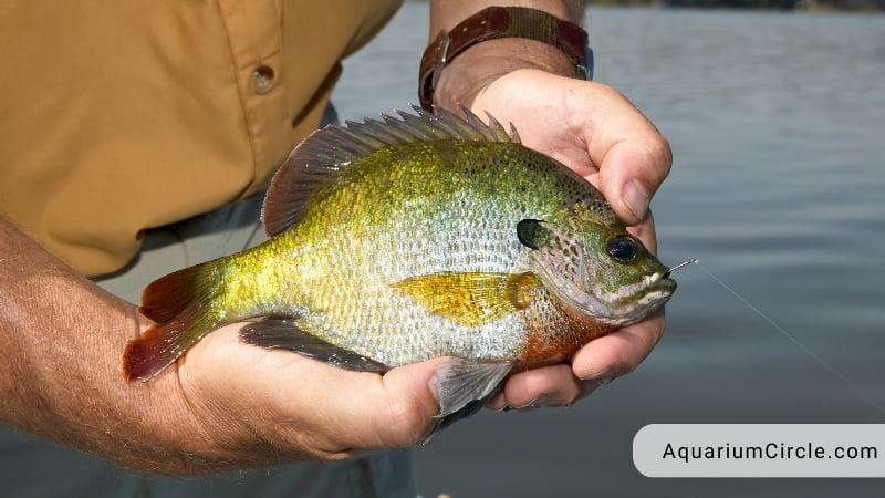 tips for catching bluegill