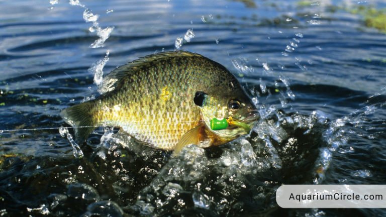 what do bluegill eat
