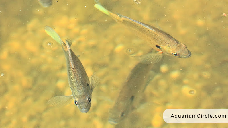 what food do baby bluegill eat