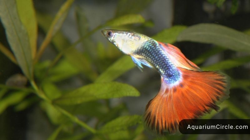 where do guppy mate