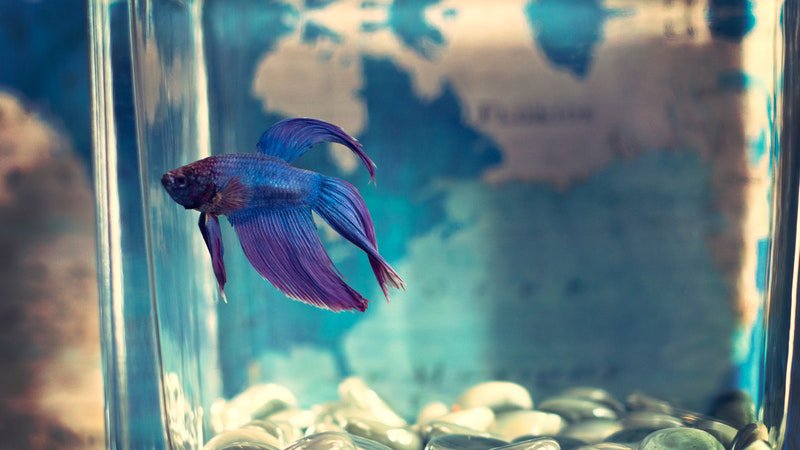Oldest Betta Fish