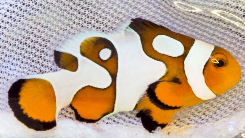 How Do Picasso Clownfish Look Like?