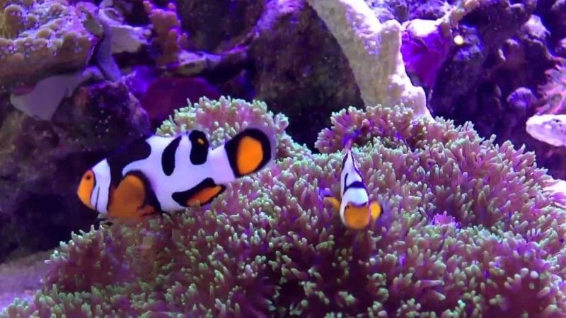 Breeding Picasso Clownfish