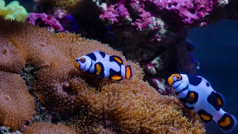 Where Do Picasso Clownfish Come From?