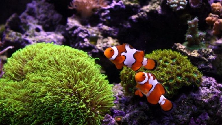 Breeding Picasso Clownfish: Useful Tips, Tricks, and Methods