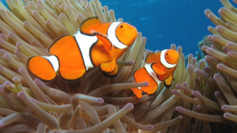 Can A Female Clownfish Turn Into A Male? Amazing Truth