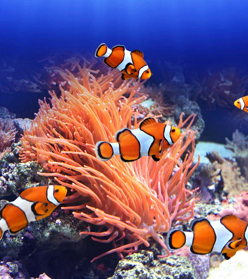 Clownfish in the wild have to face predators and a lack of food