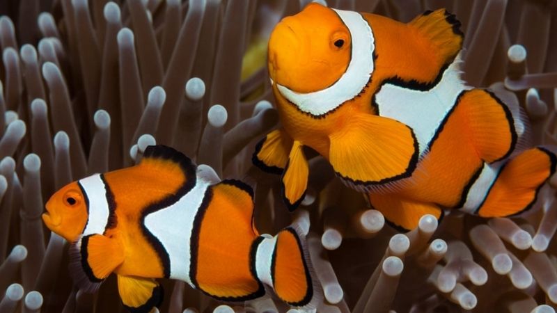 clownfish not eating