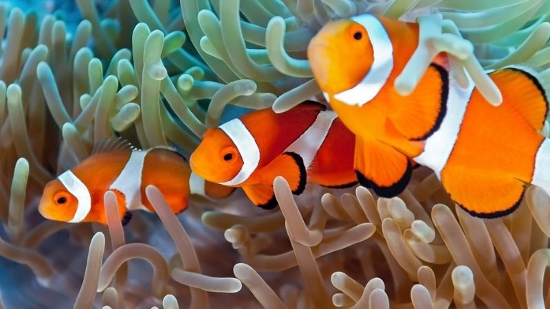 Do Clownfish Need Anemones ? Amazing knowledge for you