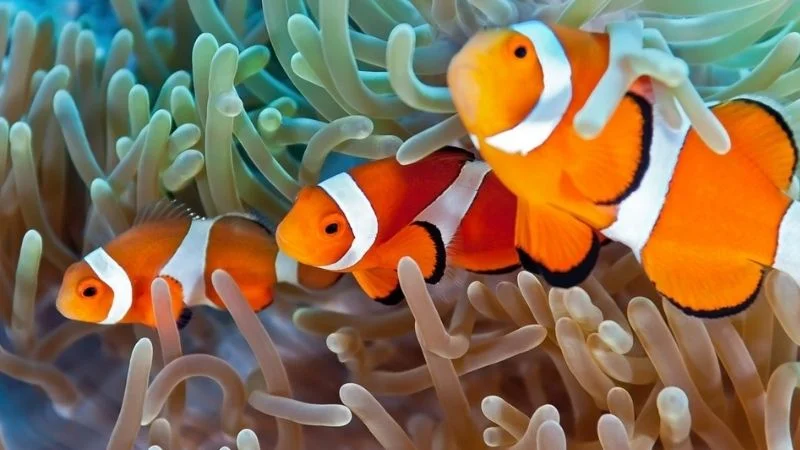 do clownfish need anemones