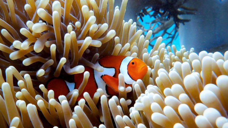 Do Clownfish Sleep? Amazing Sleeping Behavior Of Clownfish