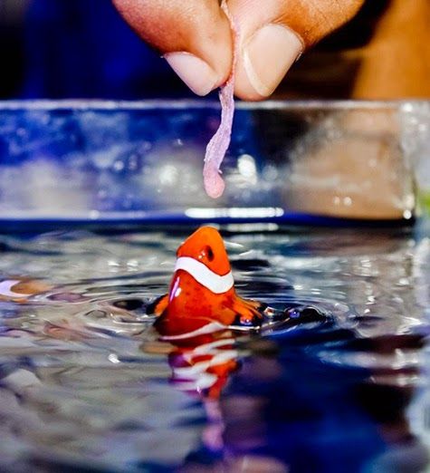 Feed Clownfish with Frozen Fish Food
