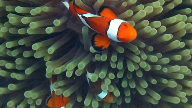 How Long Do Clownfish Live ? - 4 Common Diseases Of Them