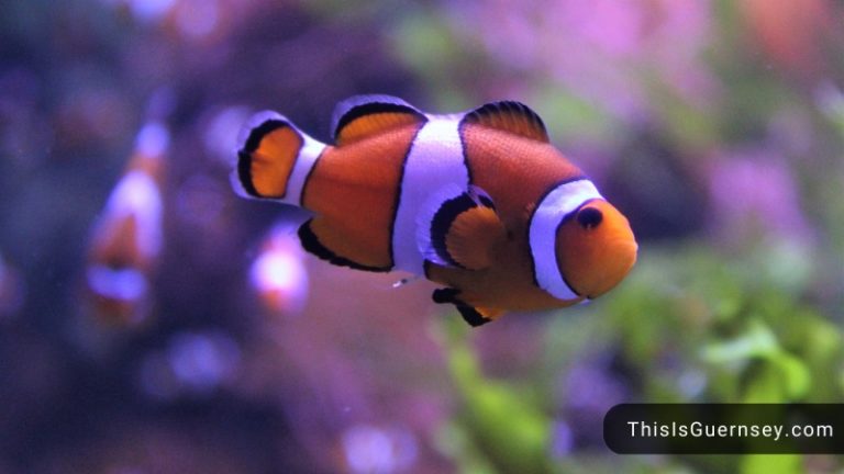 how often to feed clownfish