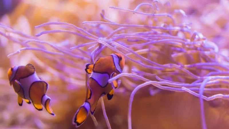 How Often To Feed Clownfish? Clownfish Care Guide