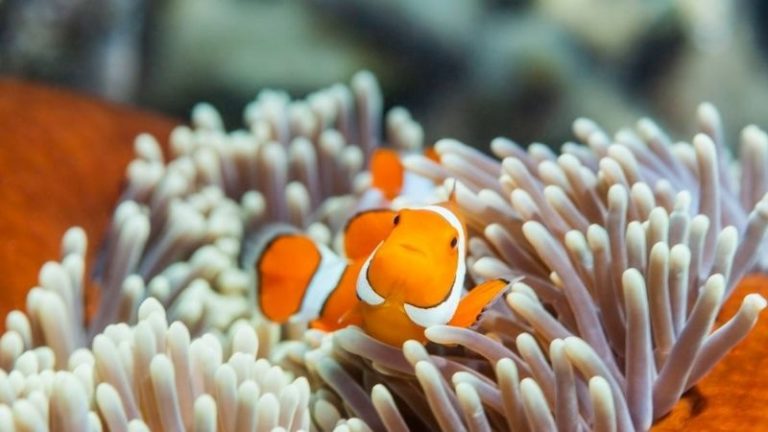 What To Feed Clownfish - 3 Good Foods