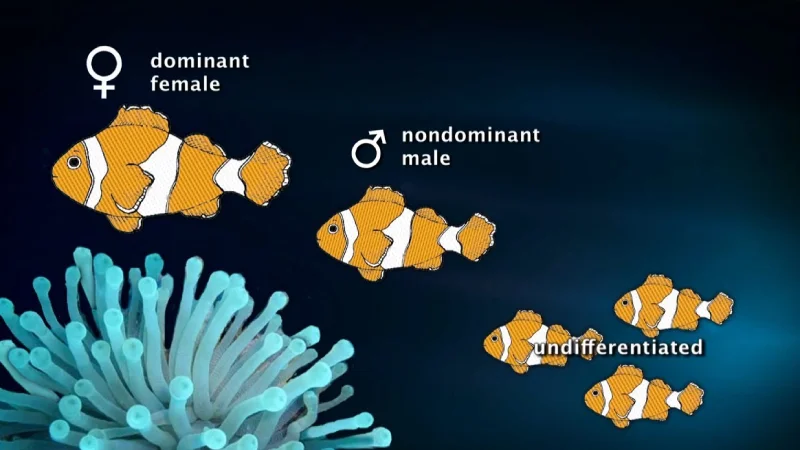 When the female dies, the breeding male turn into a female