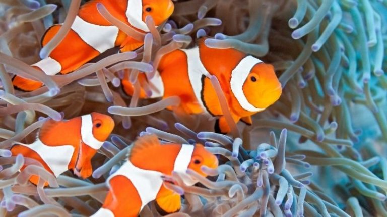 School Of Clownfish