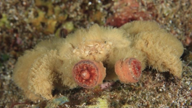 teddy bear crab