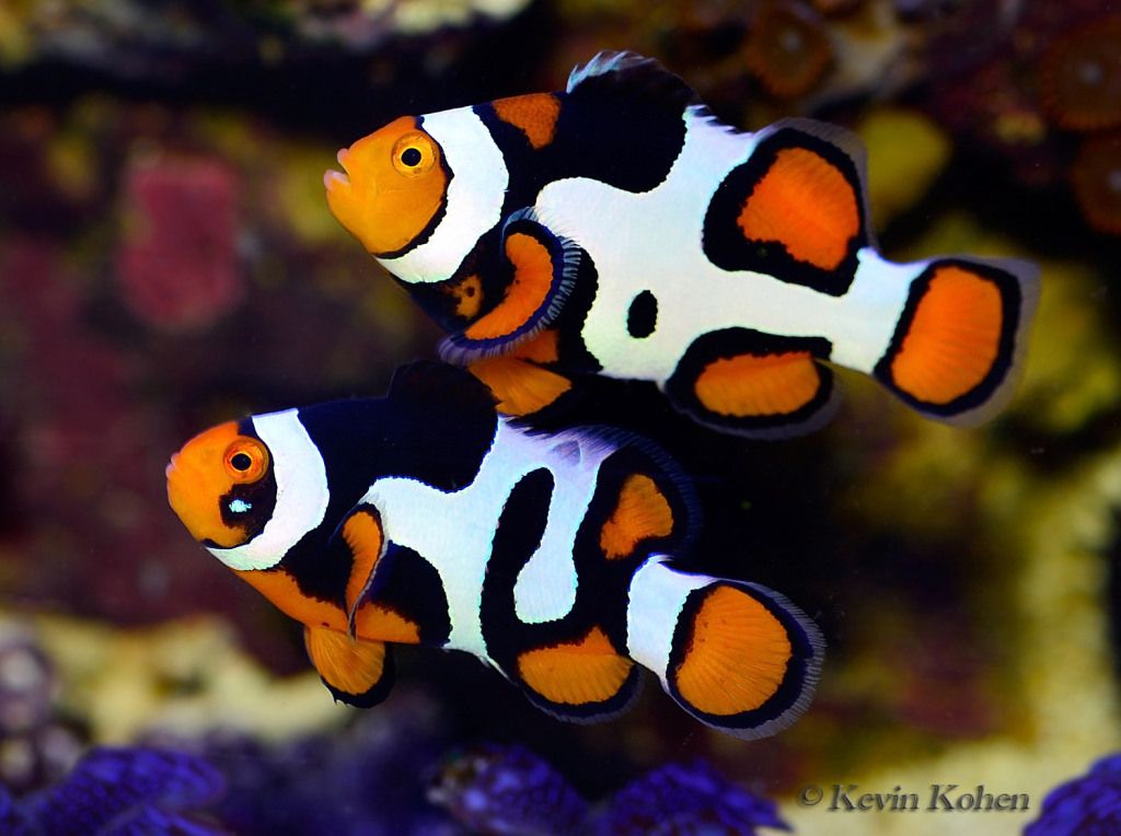 A pair of clownfish in the aquarium