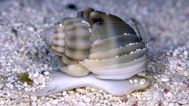 Acclimate snails is very important to ensure their survival.