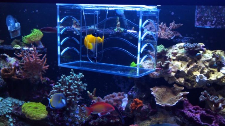 5 Important Things Should Know About Acclimating Clownfish