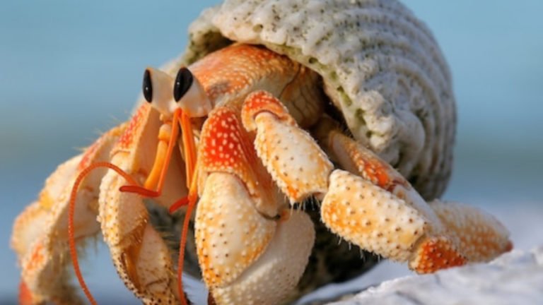 Acclimating Hermit Crabs Safely (Easy Steps To House Them)