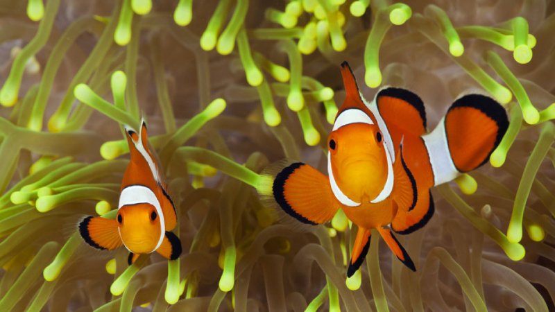 6 Things You Should Do To Deal With An Aggressive Clownfish