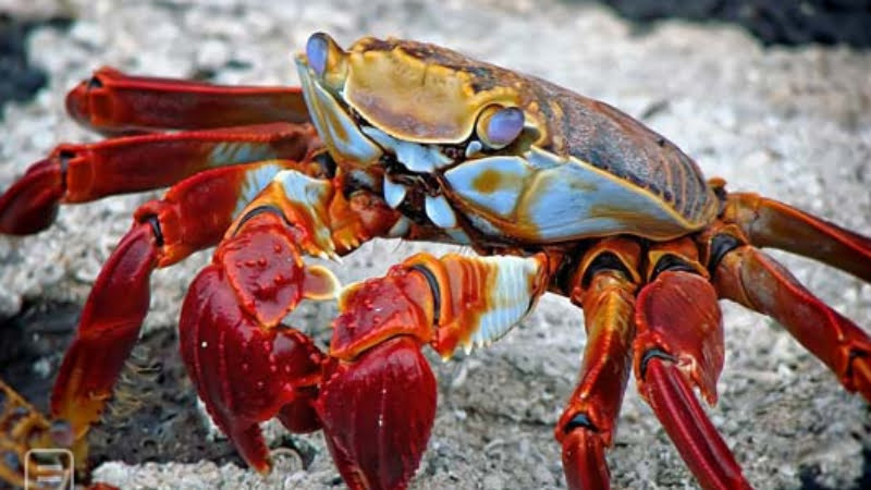 Are Crabs Smart? 5 Amazing Things That Prove They Are