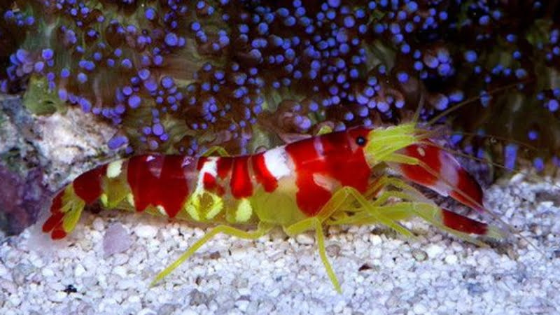 Are Pistol Shrimp Reef Safe? Top 3 Exciting Truths About Pistol Shrimp - AquariumCircle