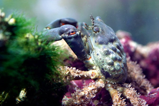 Behavior of Emerald crab