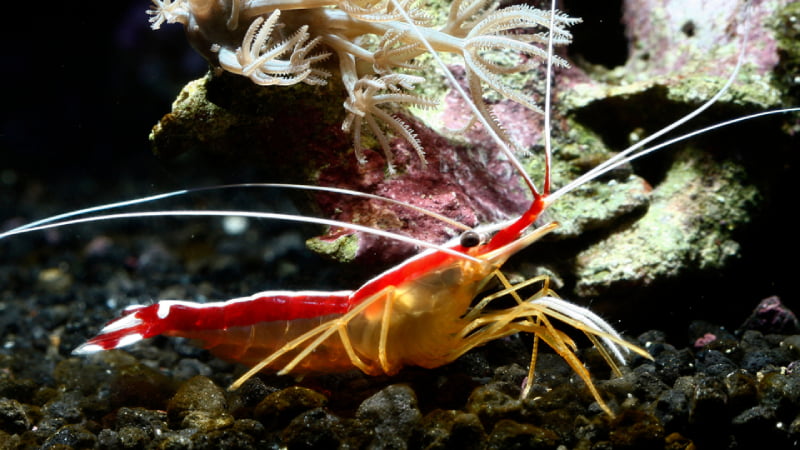 Top 10 The Best Cleaner Shrimp - Do You Know?