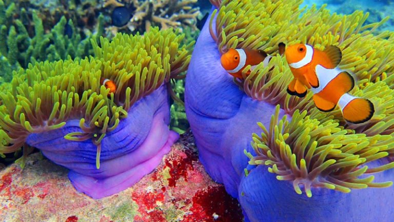 What Is The Best Coral For Clownfish To Host?