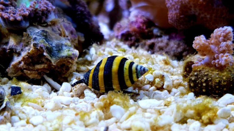 Top 4 Best Snails For Reef Tank