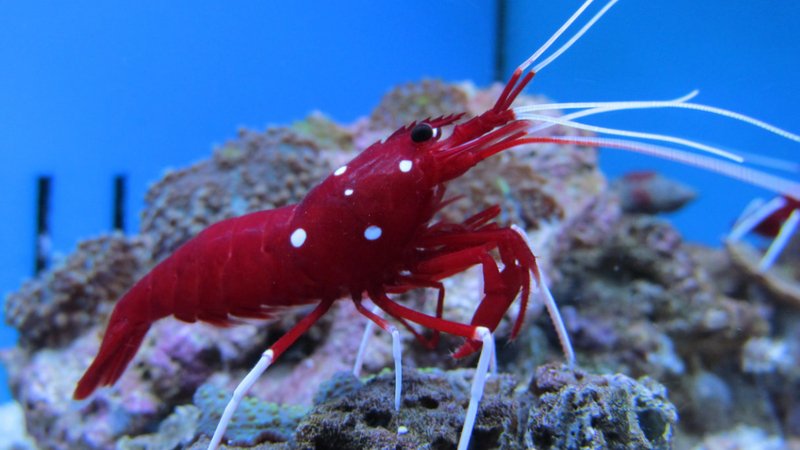 6 Essential Things You Need To Get For Blood Shrimp Care