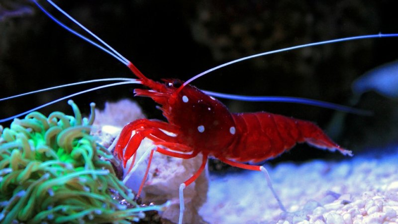 Is Blood Shrimp Reef Safe? Suprised Facts about Blood Shrimp