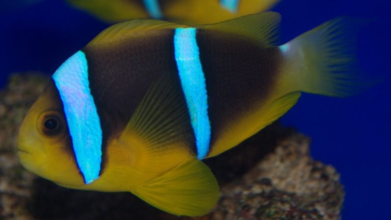 6 Amazing Secrets About Blue Line Clownfish