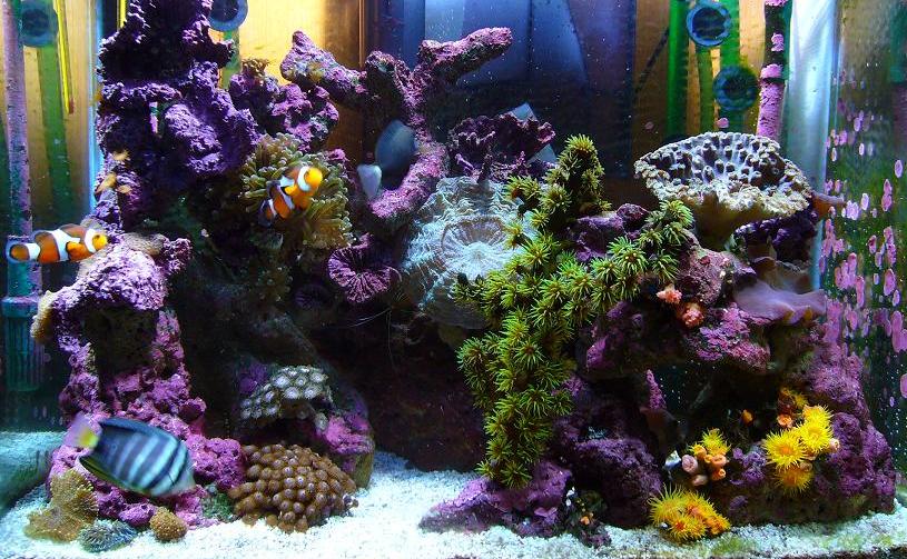 Blue Stripe Clownfish aquarium