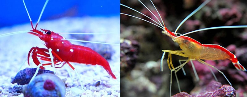 You Can Breed Cleaner Shrimp And Fire Shrimp Together